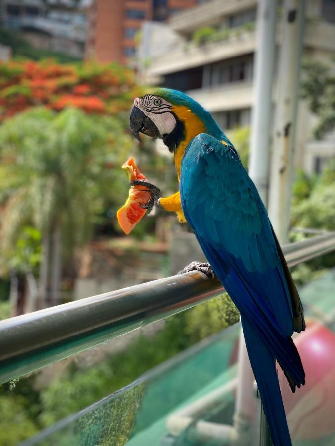 Ololo Caracas B&B Dış mekan fotoğraf