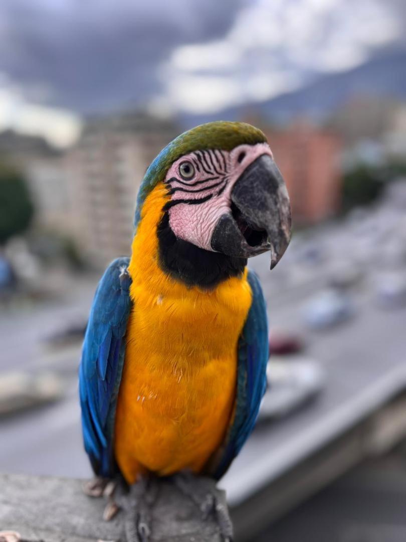 Ololo Caracas B&B Dış mekan fotoğraf