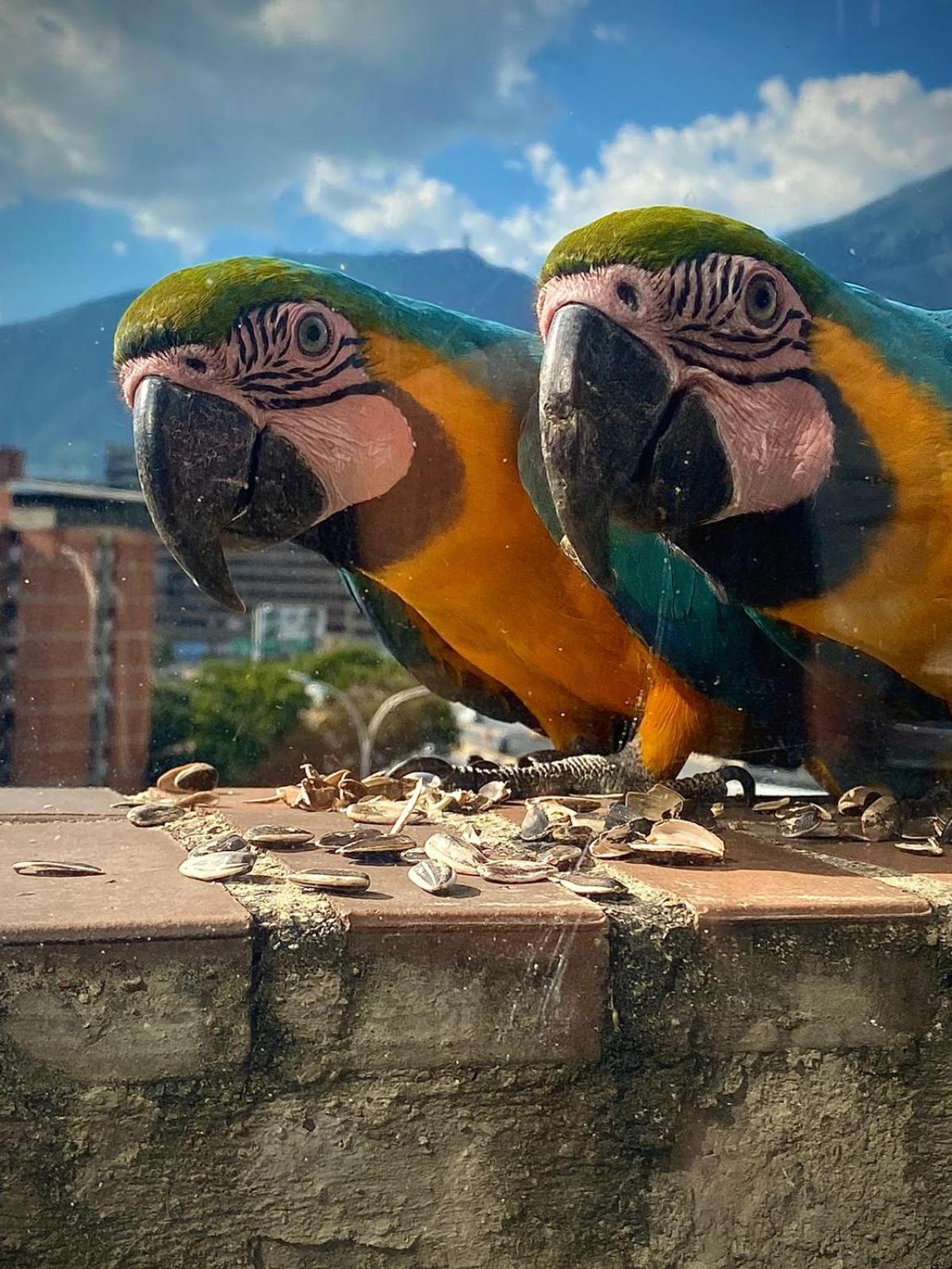 Ololo Caracas B&B Dış mekan fotoğraf